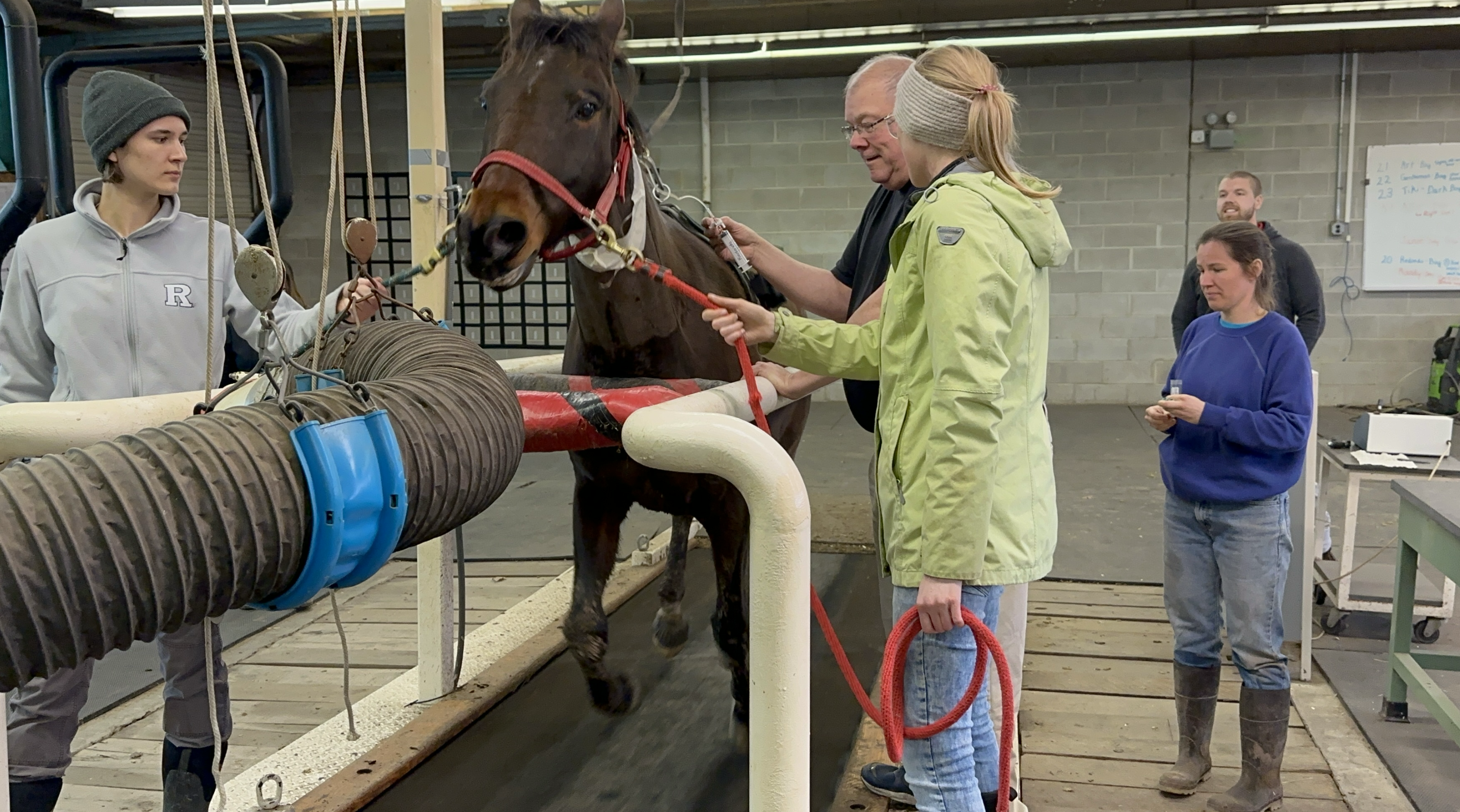 Equine sensor placement